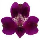 Alstromerien, violett - 10 Stiele